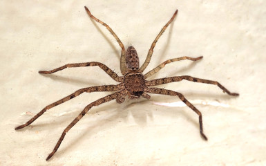 spider on wall  color effect