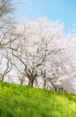 Fototapeta premium 日本の春の風景 染井吉野と菜の花