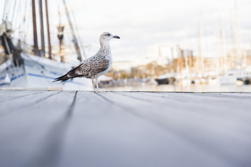 Seagull against a background of yachts. Barcelona, Barceloneta