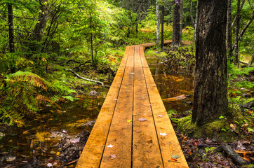 Obraz premium Forest Walkway