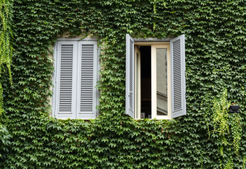  Old house covered by ivy in Rome near Campo dei Fiori