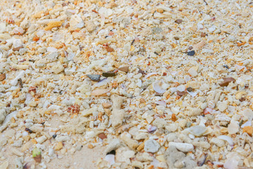 Sea sand texture made of shell and stone pieces.