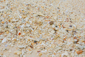 Sea sand texture made of shell and stone pieces.