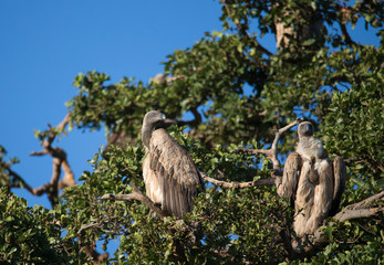 African vultures on the tree