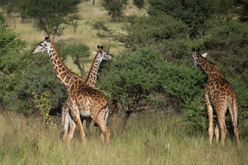 Herd of giraffes on african savannah