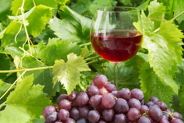 Red wine