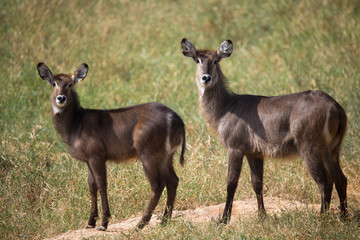 Kobe antelope on african savannah