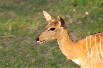 female nyala antelope (Nyala angasii), also called inyala