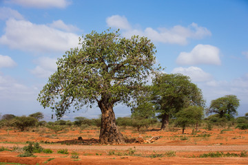 African landscape with baobab tree