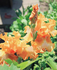 iris yellow orange flower, plant, Latin name Iris, outdoors