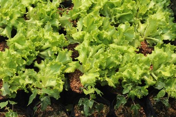 Lettuce in the garden.