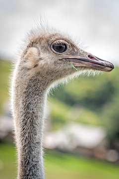 The ostrich chewing a blade of grass
