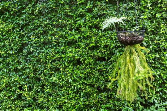 Huperzia squarrosa (tassel ferns) and green leaf wall background