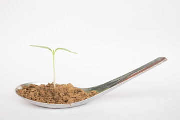 This is a tree growing, this is the food, this is life, this is