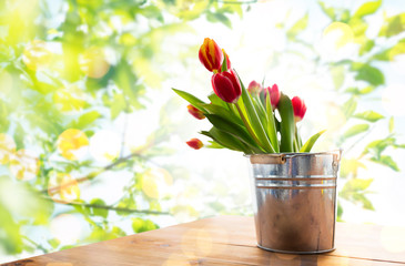 close up of tulip flowers in tin bucket