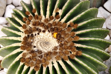 Naklejka na ściany i meble Closeup on a golden barrel cactus