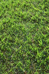 Rasenfläche, eine anthropogene Vegetationsdecke