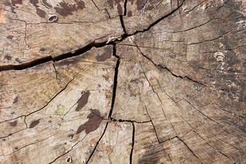 The old wooden risk of mold growth