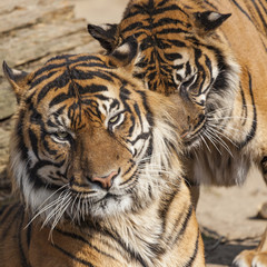 Close-up of a Tigers face.