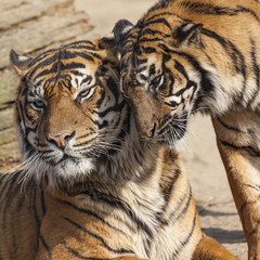 Close-up of a Tigers face.