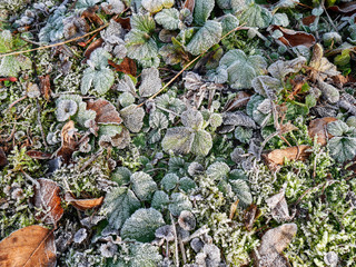 gefrorener Waldboden