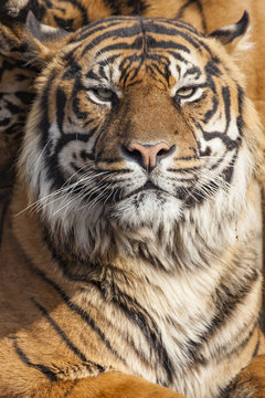 Close-up of a Tigers face.