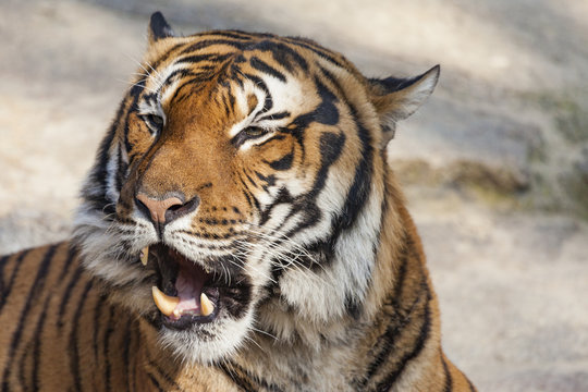 Close-up of a Tigers face.