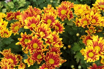 Chrysanthemum beautiful in a garden.