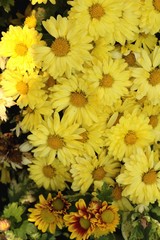 Chrysanthemum beautiful in a garden.