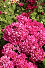 Fototapeta premium Chrysanthemum beautiful in a garden.