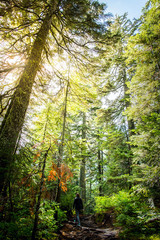 a woman hiker walking on a soil pathway in the middle of a lush forest of giant pines to have fresh air and escape in the rocky mountains of british columbia