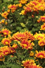 Chrysanthemum beautiful in a garden.
