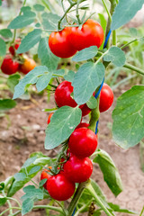 ripe red cherry tomatoes on the vine. Lycopersicon lycopersicum var cerasiforme growing on a branch, among the green leaves of the plant