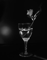 Still Glassware black white crystal glass on a black background