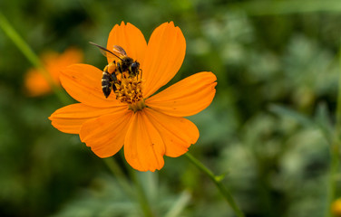 bee and flower