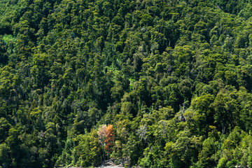 Fototapeta premium A forest in Chile