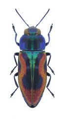 Beetle metallic wood borer Anthaxia candens