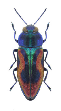 Beetle metallic wood borer Anthaxia candens