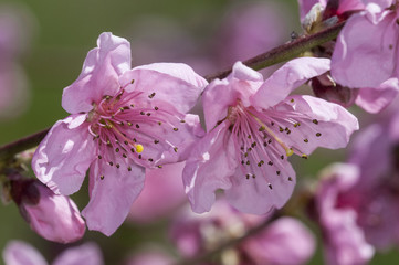 Obraz premium flores de melocotón