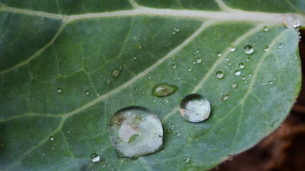 gota en hoja
