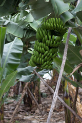 Bunch of canary bananas. Traditional agriculture in Barlovento (