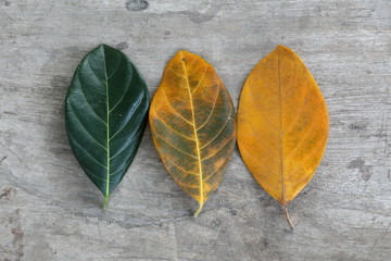 jack fruit leafs on wooden table