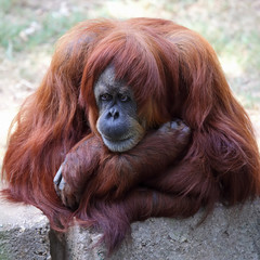 Orangutan  in a zoo