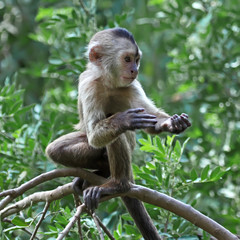 capuchin monkey cub on tree branch