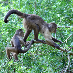 mother capuchin monkey with young sitting on tree branch