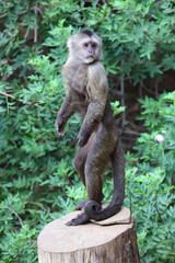capuchin monkey