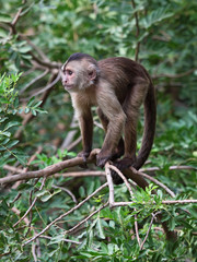 capuchin monkey cub on tree branch