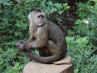 Naklejka na ściany i meble capuchin monkey