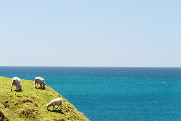 Obraz premium Three sheep grazing on grass of Mount Maunganui, New Zealand