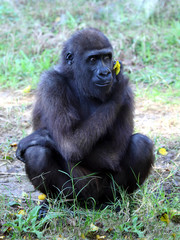 close up of a big female gorilla